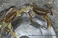 Pseudothelphusa rechingeri.JPG