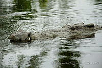 IMDOC0974 Crocodylus moreletii.jpg