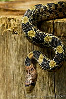 MDL0306 Pituophis deppei.jpg