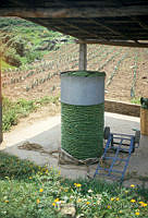 EHX0413 Opuntia sp..JPG