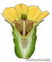 RR0018 Opuntia sp..jpg