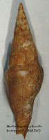 MRyRR348 Strombina fusinoidea.jpg