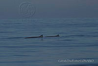 GDE0001 Kogia sima.jpg