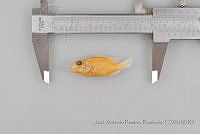 JARR1347 Lutjanus apodus.jpg