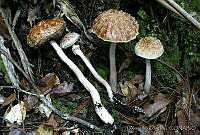 AKL0010 Boletellus jalapensis.jpg