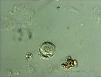 BDP0160 Coolia areolata.jpg