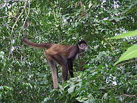 JGCA002 Ateles geoffroyi.jpg