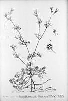 3028 Apium leptophyllum.jpg