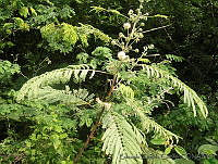 EEC0003 Acacia angustissima.jpg