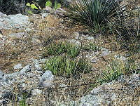 JJSE0005 Agave palmeri.JPG