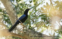 AAKVDH 0268 Cyanocorax beecheii.JPG