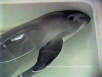 NBA0020 Phocoena sinus.jpg