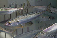 CNS1203 Scomber japonicus.jpg