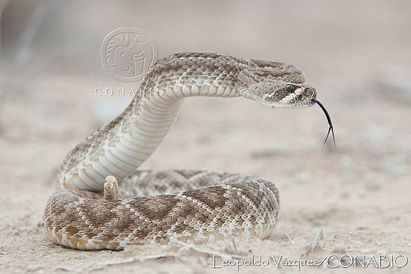 LV0029%20Crotalus%20ruber%20ssp.%20ruber.jpg.iSfClPLzMU2l23dhQA3g0JtbmFja29CbnFuZ3NAbXJ6LGtwZQA.KB V6AcaM1