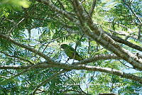 LEMH054 Eupsittula nana.JPG
