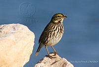 VOAP0082 Passerculus sandwichensis.jpg