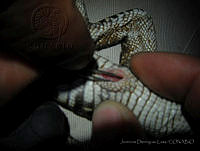 JDL0350 Crocodylus moreletii.jpg