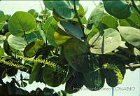 3924 Coccoloba uvifera.jpg