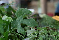 IMDOC3971 Cnidoscolus aconitifolius.jpg