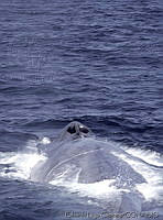 ELC0001 Balaenoptera musculus.jpg