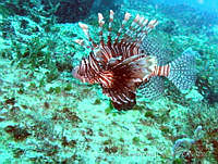 JEPE0002 Pterois volitans.jpg