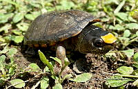 TB 009 Kinosternon vogti.jpg