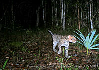 Pronatura JCF-MC-3 Leopardus pardalis.jpg
