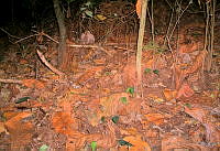 ILT0006 Caluromys derbianus.jpg