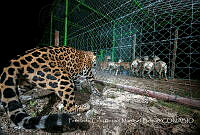FCMB005 Panthera onca.jpg