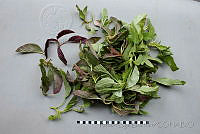 RBB0337 Amaranthus hypochondriacus.jpg