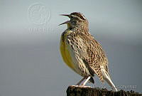 MGaves 852 Sturnella neglecta.jpg