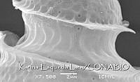 KEL0289 Phalacroma oxytoxoides.JPG