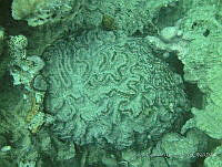CGG0761 Mycetophyllia lamarckiana.JPG