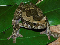 LCMHP013-19 Charadrahyla sp..jpg