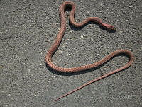 JLE0059 Masticophis flagellum.jpg