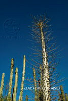 3R 00859 Fouquieria columnaris.tif