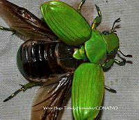 VHTH017 Chrysina psittacina.JPG