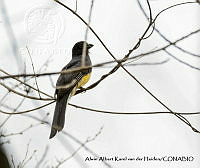 AAKVDH 0505 Trogon citreolus.JPG