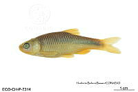 ME006 Peces 023 Cyprinella proserpina.jpg