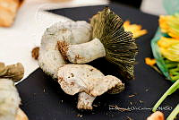 IMDOC Hong 0137 Lactarius indigo.jpg