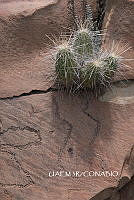 3R 00814 Echinocereus stramineus.tif