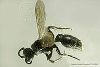 AGDE019-527 Tiphia mexicana.jpg