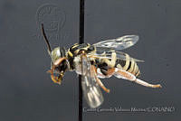 CGVM1240 Triepeolus helianthi.jpg