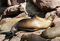 CNS1071 Zalophus californianus.jpg