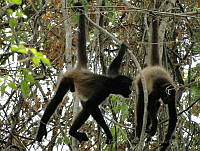 TDJOM005 Ateles geoffroyi.jpg