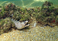 HBB0328 Muraena lentiginosa.jpg