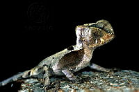 HBB0196 Corytophanes hernandesii.jpg