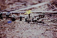 25063 Apodanthera aspera - flores.jpg