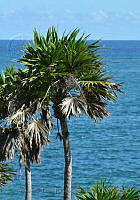 FJRS0235 Thinax radiata.jpg