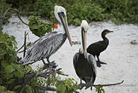 TEO0284 Pelecanus occidentalis.jpg
